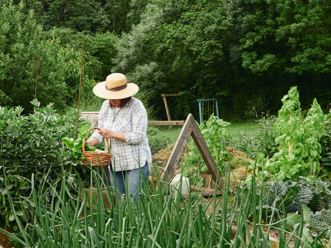 Side view of an anonymous woman gardener wearing a hat and carrying a wicker basket full of fresh lettuce just picked from the orchard.