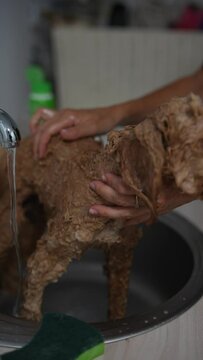 A sweet little puppy is enjoying a bath in the sink, having a gentle grooming session