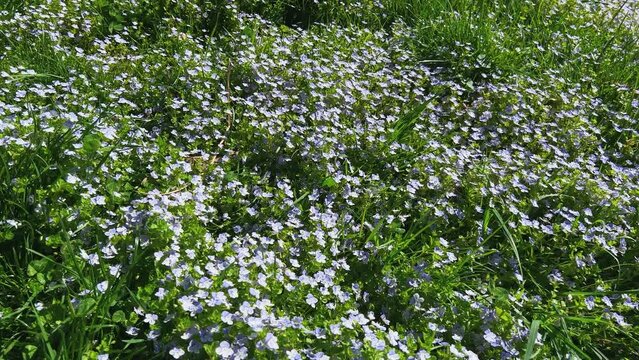 Spring meadow with Veronica persica flowers.