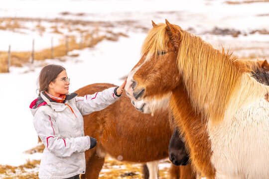 Tourist woman stroking brown horses in Iceland winter with snowy everything