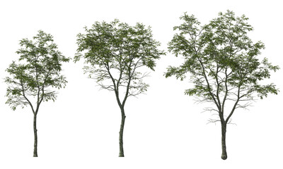 trees ironwood white blooming hq arch viz plant tree