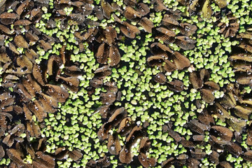 Marsh of the dead arm of the Laborec river, Slovakia Oborin