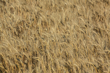Background of ripening ears of wheat.