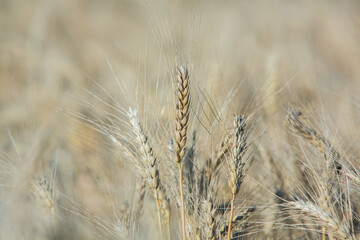 Background of ripening ears of wheat.