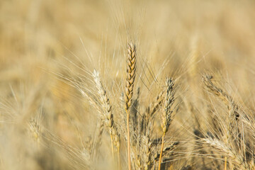 Background of ripening ears of wheat.