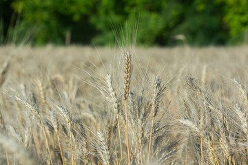 Background of ripening ears of wheat.