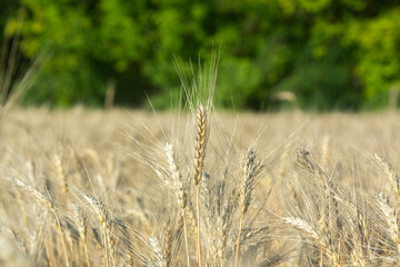 Field of lavender in the sunset light. Background with golden light. Purple lavender.
