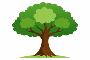 oak tree vector illustration white background