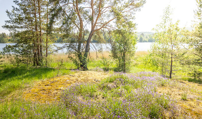 A lush green field with a body of water in the background