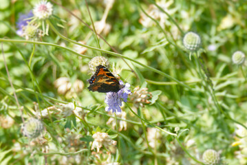 Small Tortoiseshell Butterfly (Aglais urticae) sitting on a small scabious in Zurich, Switzerland