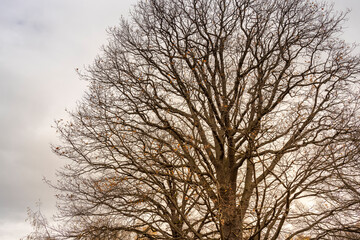 A tree with no leaves is in the foreground of a cloudy sky