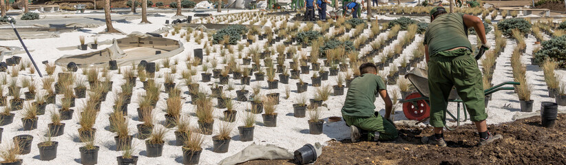 Two landscapers are diligently planting rows of ornamental grass in a newly landscaped urban park.