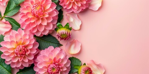 Exquisite blossoming pink dahlias arranged on pastel pink background with green leaves and scattered petals, evoking romantic mood and floral elegance. Copy space. © BrightWhite