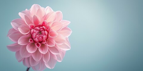 Fototapeta premium Delicate single pink dahlia bloom against soft blue background evokes tranquility, suitable for springtime celebrations, floral themes, wedding invitations. Copy space.