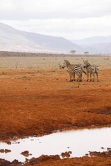 Zebras in the Wilderness