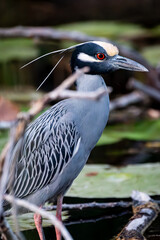 Beautiful yellow crowned night heron (Nyctanassa violacea) perched on a branch in a wetland full of water lilies. Photograph taken in the Yucatan Peninsula, Mexico.