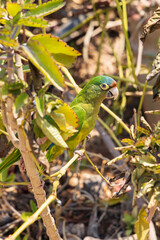 Blue-crowned parakeet (Thectocercus acuticaudatus) in a bush in the sun Northern Nicaragua in Central America