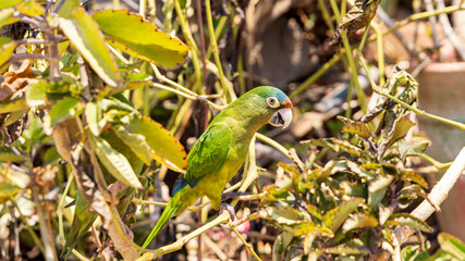 Blue-crowned parakeet (Thectocercus acuticaudatus) in a bush in the sun Northern Nicaragua in Central America