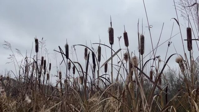 Dry  bulrush at autumn on a river shore