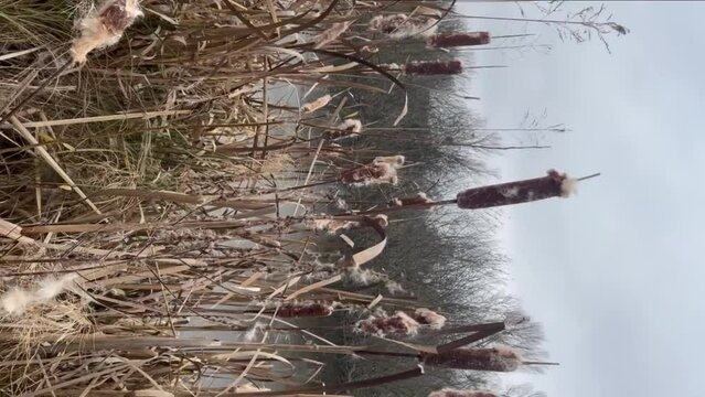 Dry  bulrush at autumn on a river shore
