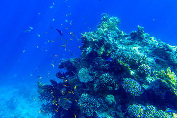 Colonies of the corals and tropical fishes at coral reef in Red sea