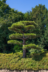 A Japanese pine tree grows in the park on a cliff on a sunny day. High quality photo