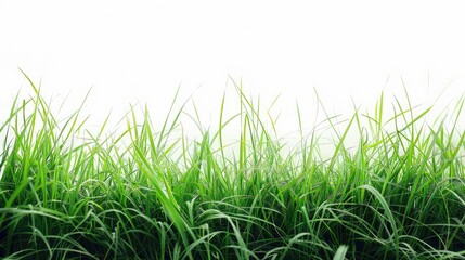 Fototapeta premium Isolated Green Grass on White Background with Copy Space