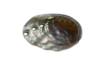 A shell of the green ormer isolated on the transparent background