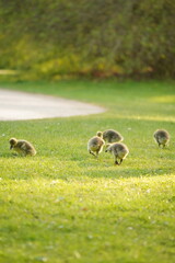 A picture clicked in Denmark