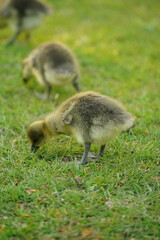 A picture clicked in Denmark