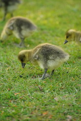 A picture clicked in Denmark