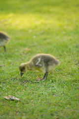 A picture clicked in Denmark