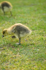 A picture clicked in Denmark