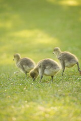 A picture clicked in Denmark