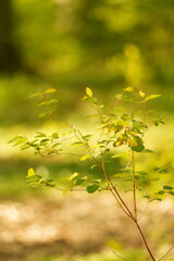 A picture clicked in Denmark