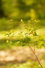 A picture clicked in Denmark