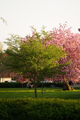 A picture clicked in Denmark