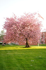A picture clicked in Denmark