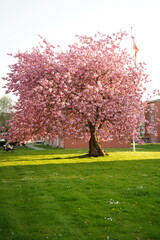 A picture clicked in Denmark