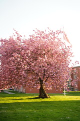 A picture clicked in Denmark