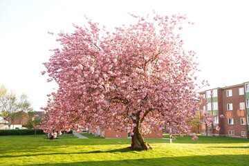 A picture clicked in Denmark