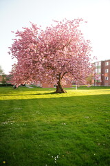 A picture clicked in Denmark