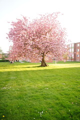 A picture clicked in Denmark
