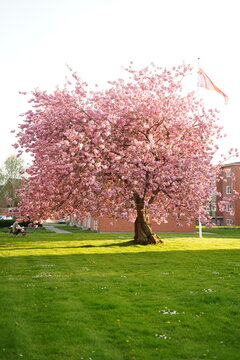 A picture clicked in Denmark