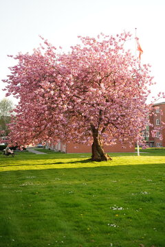 A picture clicked in Denmark