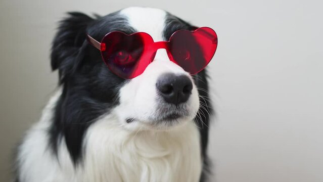 St. Valentine's Day February 14 concept. Funny puppy dog border collie in red heart shaped glasses isolated on white background. Lovely dog in love celebrating valentines day. Love lovesick romance