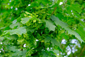 young green Acer foliage, Acer platanoides, Aceraceae, lush crown of tree with leaves, spring, summer season in park, forest, wallpapers, nature protection, concept of weather, background for designer