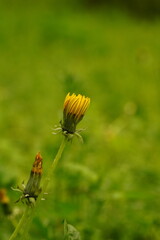 A picture clicked in Denmark