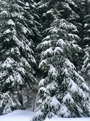 Christmas trees in the snow, christmas