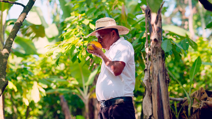 Farmer does a smell test of the cocoa fruit to evaluate its quality.-